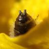 Chelostoma sp.